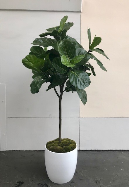 Leaf Fig_Single_8 ft